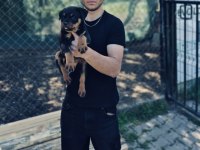 Rottweiler Yavrumuz