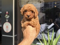 Mini toy poodle yavrular