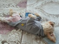 Tamamen Evcil ve Eğitimli 1 Yaşında Köpeğimiz