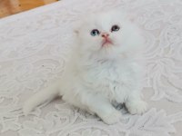 British longhair bebekler teslime hazır