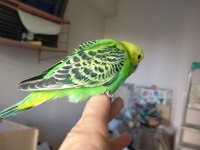 Jumbo yavru muhabbet kuşları