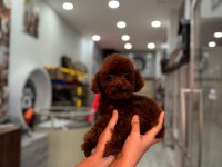 Kore yetişkin dişi erkek poodle