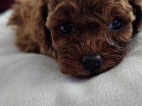 Poodle yavrularım yeni sahibini bekliyor