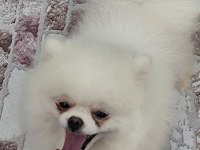 Pomeryan Boo ayı surat erkek