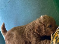 A KALİTE POODLE AYARINDA KAHVERENGİ MALTİPOO