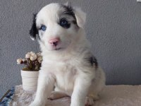 Border Collie Merle Yavrularımız
