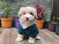 Erkek maltipoo bebek