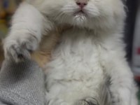 AY1233 SAFKAN BRİTİSH LONGHAİR GOLLDEN POİNT ERKEK