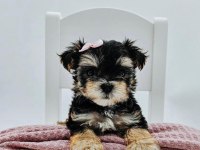 Teacup birbirinden tatlı morkie yavrular