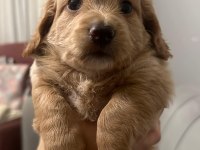 23 mayıs doğumlu maltipoo yavrularım