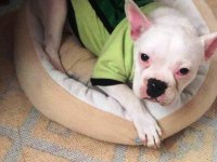 YAVRU YETİŞKİN FRENCH BULLDOG KÖPEKLER