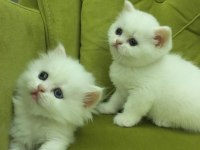 British longhair kız kardeşler