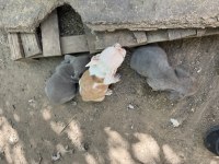 Orjinal a kalite erkek aşılı french buldog yavrular