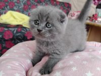 Scottish Fold Lüleburgaz Bilgi İçin Yazabilirsiniz