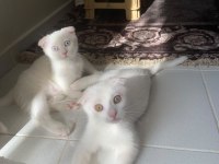 Scottish Fold Güzellikler