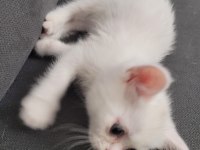 British shorthair 2 adet dişi