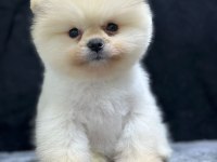 Pomeranian boo bebekleri