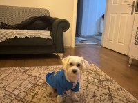4 yaşında erkek eğitimli köpeğimiz