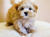 Aşılı Teslime Hazır Maltipoo Yavrular