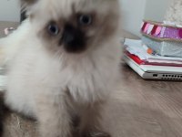 Teslime hazır scottish fold yavrular