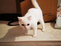 Mavişime yeni yuva arıyoruz scottish fold