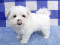 SAFKAN ANNE BABADAN MALTESE YAVRULAR