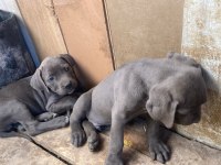 Safkan uygun cane corso