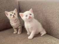 KIZIMIN BRİTİSH BEBEKLERİNE YUVA ARIYORUZ