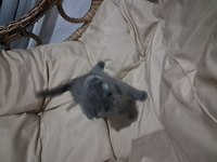 Tatlı scottish fold kardeşler sahiplerini bekliyor