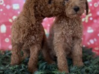 SAFKAN DEV (GIANT) POODLE YAVRULARI