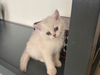 UYUMLU SEVECEN TESLİME HAZIR YAVRU KEDİLER