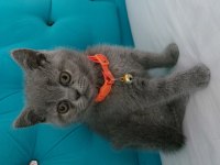 65 günlük scottish fold yavrular eğitimleri tam