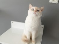 British shorthair red point