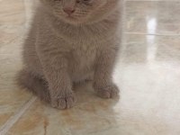 Top Kafa Ayıcık Surat British Shorthair Kedisi
