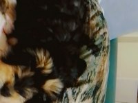 Maltese erkek yavru