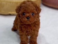 Türkiyenin en iddialı poodle bebeğiyle karşınızdayız