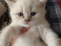 Scottish straight ve scottish fold yavrular