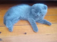 Scottish fold erkek