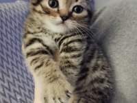 Scottish Fold Blue Point Bebekler