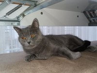british shorthair 2 yaşında