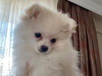 POMERANİAN BOO 3 AYLIK YAVRULARIMIZ