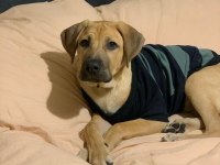 Labrador kırma Erkek 5 aylık aşıları tam
