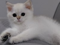 British shorthair beyaz kedimiz