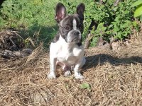 French bulldog köpeğimiz 5 aylık