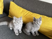 2aylık Gri British Shorthair yavrular