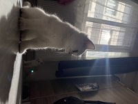 Sliver yavru british shorthair