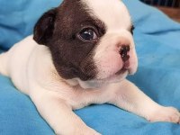 French Bulldog Yavruları