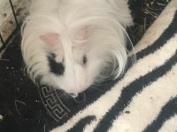 Guinea pigimi sahiplendiriyorum