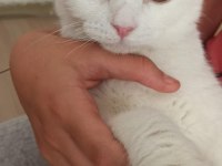 Orjinal scottish fold beyaz 3 aylık yavru