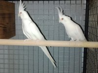 Yavru alınmış albino çift